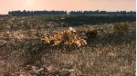 Steel Division 2 - Tribute to Normandy &acute;44 DLC - irongamers.ru