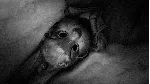 Tiny Bunny/Зайчик {Steam Key/Global/Region Free} + Подарок - irongamers.ru