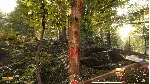 Forest Ranger Simulator (steam key)