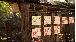Forest Ranger Simulator - STEAM GIFT РОССИЯ