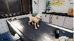 DLC Animal Shelter - Puppies & Kittens DLC КЛЮЧ STEAM - irongamers.ru
