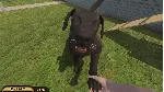 Pets Hotel КЛЮЧ🔑 STEAM ВСЕ СТРАНЫ