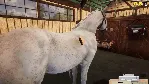 DLC Animal Shelter - Horse Shelter DLC КЛЮЧ STEAM - irongamers.ru