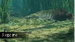 DLC Ultimate Fishing Simulator - Amazon River КЛЮЧ - irongamers.ru
