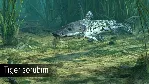 DLC Ultimate Fishing Simulator - Amazon River КЛЮЧ - irongamers.ru