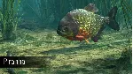 DLC Ultimate Fishing Simulator - Amazon River КЛЮЧ - irongamers.ru