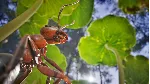 Empire of the Ants 💎 АВТОДОСТАВКА STEAM GLOBAL МГНОВЕННО ЛИЦЕНЗИЯ