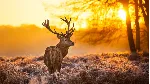 Красивые HD обои ПРИРОДА - 46 штук