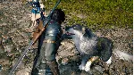 ⚡ FINAL FANTASY XVI FF 16 DELUXE/КЛЮЧ СРАЗУ/РОССИЯ/PS5⚡ 