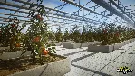 Pure Farming 2018 Deluxe (Steam ключ / РФ+Весь мир) - irongamers.ru