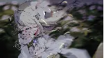 プトリカ 1st.cut:The Reason She Must Perish АВТОДОСТАВКА STEAM GLOBAL МГНОВЕННО ЛИЦЕНЗИЯ
