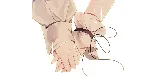 プトリカ 1st.cut:The Reason She Must Perish АВТОДОСТАВКА STEAM GLOBAL МГНОВЕННО ЛИЦЕНЗИЯ