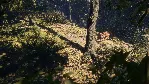 THEHUNTER: CALL OF THE WILD - SUNDARPATAN NEPAL XBOX - irongamers.ru