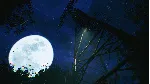 The Sinking Forest - 沈んだ森 - АВТОДОСТАВКА STEAM GLOBAL МГНОВЕННО ЛИЦЕНЗИЯ
