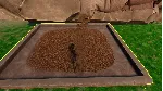 Zoo Simulator КЛЮЧ🔑 STEAM ВСЕ СТРАНЫ