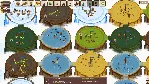 Circle Empires (Steam ключ / РФ+Весь Мир) - irongamers.ru