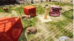 Animal Shelter · Steam Gift RU · АВТОДОСТАВКА - irongamers.ru