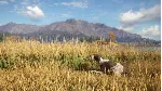 theHunter: Call of the Wild- German Shorthaired Point - irongamers.ru
