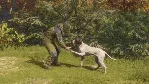 theHunter: Call of the Wild- German Shorthaired Point - irongamers.ru