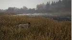 theHunter: Call of the Wild- German Shorthaired Point - irongamers.ru