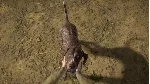 theHunter: Call of the Wild- German Shorthaired Point - irongamers.ru