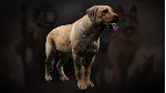 Icarus: Pet Companions Pack DLC * STEAM RU*KZ*UA*СНГ - irongamers.ru