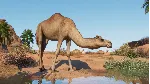 Planet Zoo: Arid Animal Pack DLC * STEAM RU*KZ*UA*СНГ - irongamers.ru