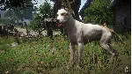 ✨ Kingdom Come: Deliverance – A Woman's Lot {РФ/СНГ}