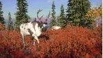⭐ theHunter: Call of the Wild - Yukon Valley DLC Steam - irongamers.ru