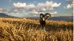 ⭐ theHunter: Call of the Wild - Cuatro Colinas Game Res - irongamers.ru