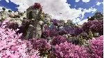 ARK: Astraeos | АВТОДОСТАВКА [Россия Steam Gift] - irongamers.ru