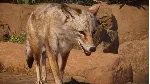 Planet Zoo: Americas Animal Pack STEAM DLC