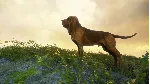 theHunter: Call of the Wild™ - Bloodhound DLC*STEAM - irongamers.ru