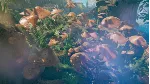 Smalland: Survive the Wilds✅ STEAM GIFT AUTO✅ RU+МИР