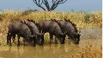 Planet Zoo: Grasslands Animal Pack Steam Ключ РФ+Мир