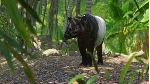 Planet Zoo Southeast Asia Animal Pack Steam Ключ РФ+Мир