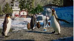 ⚫ Planet Zoo: Aquatic Pack Steam Ключ РФ+Мир +Бонус