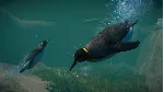 ⚫ Planet Zoo: Aquatic Pack Steam Ключ РФ+Мир +Бонус