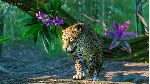 Planet Zoo: South America Pack Steam Ключ РФ+Мир +Бонус