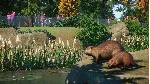 Planet Zoo: North America Animal Pack Steam Ключ РФ+Мир - irongamers.ru