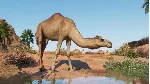 Planet Zoo: Arid Animal Pack Steam Ключ РФ+Мир +Бонус