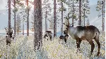 ⚫ Planet Zoo: Arctic Pack Steam Ключ РФ+Мир +Бонус