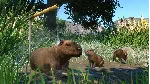 Planet Zoo: Wetlands Animal Pack Steam Ключ РФ+Мир