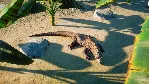 Planet Zoo: Deluxe Upgrade Pack Steam Ключ РФ+Мир +Бону