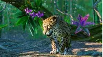 Planet Zoo: South America Pack DLC STEAM RU/UA/KZ/СНГ