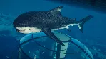 Jurassic World Evolution 2: Park Managers&acute; Pack Steam - irongamers.ru