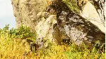 ARK: SURVIVAL ASCENDED XBOX SERIES S|X + PC (WIN) КЛЮЧ/ - irongamers.ru