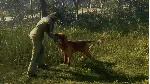 theHunter: Call of the Wild™ - Bloodhound DLC - irongamers.ru