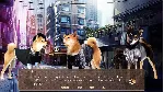 ✅ A Summer with the Shiba Inu Xbox One|X|S активация