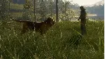theHunter Call of the Wild Bloodhound Steam Ключ РФ+Мир
